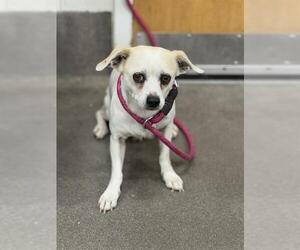Chihuahua Dogs for adoption in Forestville, MD, USA