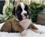 Small #5 Boxer