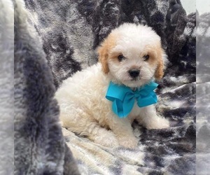 Cavapoo Puppy for sale in CAMPBELLSVILLE, KY, USA