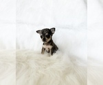 Small #5 Chihuahua
