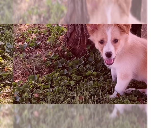 Medium Photo #2 Collie Puppy For Sale in Evansville, IN, USA