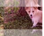 Small Photo #2 Collie Puppy For Sale in Evansville, IN, USA