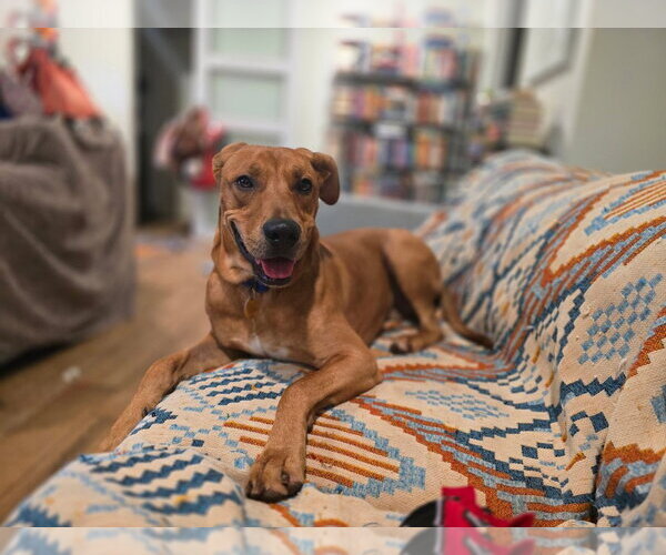 Medium Photo #2 Rhodesian Ridgeback-Unknown Mix Puppy For Sale in Claremore, OK, USA
