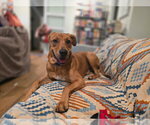 Small #1 Rhodesian Ridgeback Mix