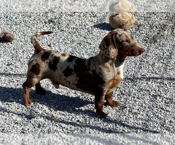 Medium Photo #3 Dachshund Puppy For Sale in CASSVILLE, MO, USA