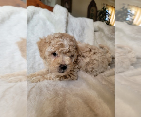 Medium Photo #16 Lhasa Apso Puppy For Sale in PHOENIX, AZ, USA