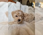 Small #15 Lhasa Apso