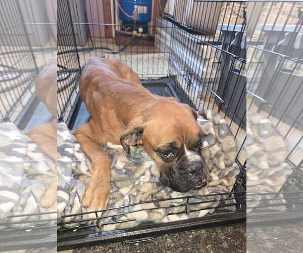 Medium Photo #3 Boxer Puppy For Sale in Woodbury, MN, USA