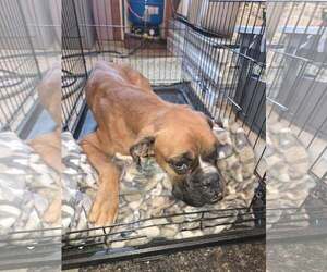 Simba *Needs Foster* - Male Boxer Dog for Adoption - Photo #3
