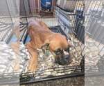 Small Photo #3 Boxer Puppy For Sale in Woodbury, MN, USA