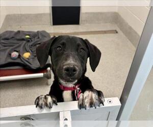 Labrador Retriever-Unknown Mix Dogs for adoption in Fort Collins, CO, USA