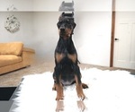 Small #7 Doberman Pinscher