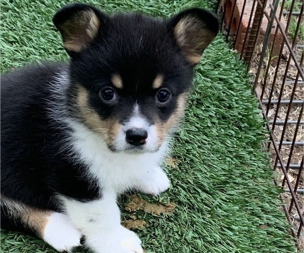 Medium Photo #11 Pembroke Welsh Corgi Puppy For Sale in BURLESON, TX, USA