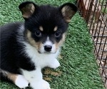 Small Photo #11 Pembroke Welsh Corgi Puppy For Sale in BURLESON, TX, USA