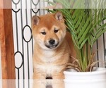 Small Photo #1 Shiba Inu Puppy For Sale in NAPLES, FL, USA