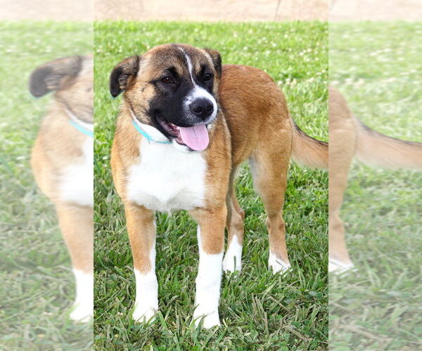Medium Photo #2 Mutt Puppy For Sale in Evansville, IN, USA