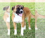 Small #1 Mutt