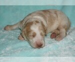 Image preview for Ad Listing. Nickname: apricot parti