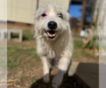 Small #2 Mutt