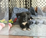 Small #1 Labrador Retriever Mix