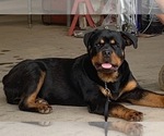 Small Photo #25 Rottweiler Puppy For Sale in VONORE, TN, USA