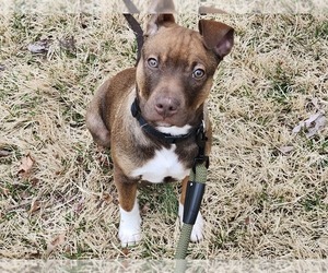 American Pit Bull Terrier Puppy for sale in CLARKSVILLE, TN, USA