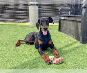 Medium Doberman Pinscher