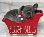 Small Photo #9 French Bulldog Puppy For Sale in FLEMING ISLAND, FL, USA