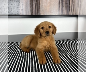 Golden Retriever Puppy for sale in FRANKLIN, IN, USA