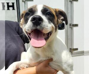 Mutt Dogs for adoption in San Antonio, TX, USA