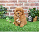 Small #4 Cavapoo (Miniature)