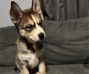Siberian Husky Puppy for Sale in NEW ORLEANS, Louisiana USA