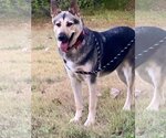 Small #1 German Shepherd Dog Mix
