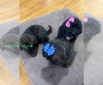 Small Photo #19 Saint Berdoodle Puppy For Sale in DINWIDDIE, VA, USA