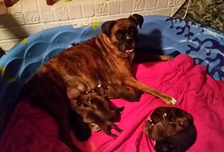 Mother of the Boxer puppies born on 10/21/2017