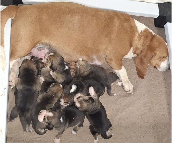 Medium Photo #4 Bagle Hound Puppy For Sale in CENTRALIA, WA, USA