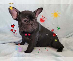French Bulldog Puppy for sale in PINCKNEY, MI, USA