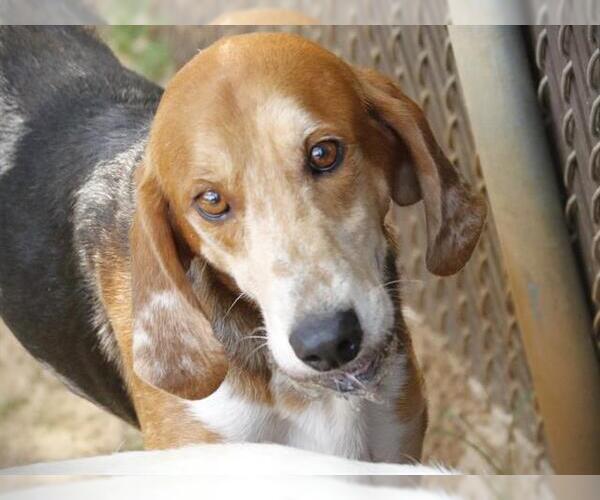 Medium Photo #2 English Foxhound Puppy For Sale in Tallahassee, FL, USA