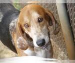 Small #1 English Foxhound