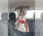 Small #4 American Pit Bull Terrier Mix