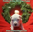 Small Photo #86 Dogo Argentino Puppy For Sale in JANE, MO, USA