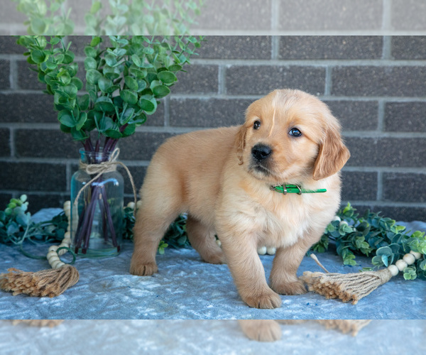 Medium Photo #2 Golden Retriever Puppy For Sale in MILLERSBURG, OH, USA