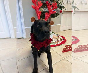 Labrador Retriever-Unknown Mix Dogs for adoption in Osgood, IN, USA