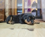 Small #5 Rottweiler