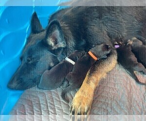Mother of the German Shepherd Dog puppies born on 06/16/2022