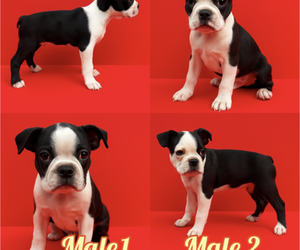 Boston Terrier Puppy for Sale in TRENTON, New Jersey USA