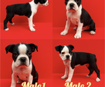 Image preview for Ad Listing. Nickname: Charles