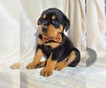 Small Photo #2 Rottweiler Puppy For Sale in MIDDLEBURY, IN, USA