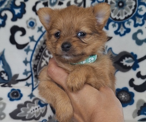 Medium Photo #1 Yoranian Puppy For Sale in LEWISBURG, KY, USA