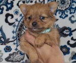 Image preview for Ad Listing. Nickname: Litter of 5